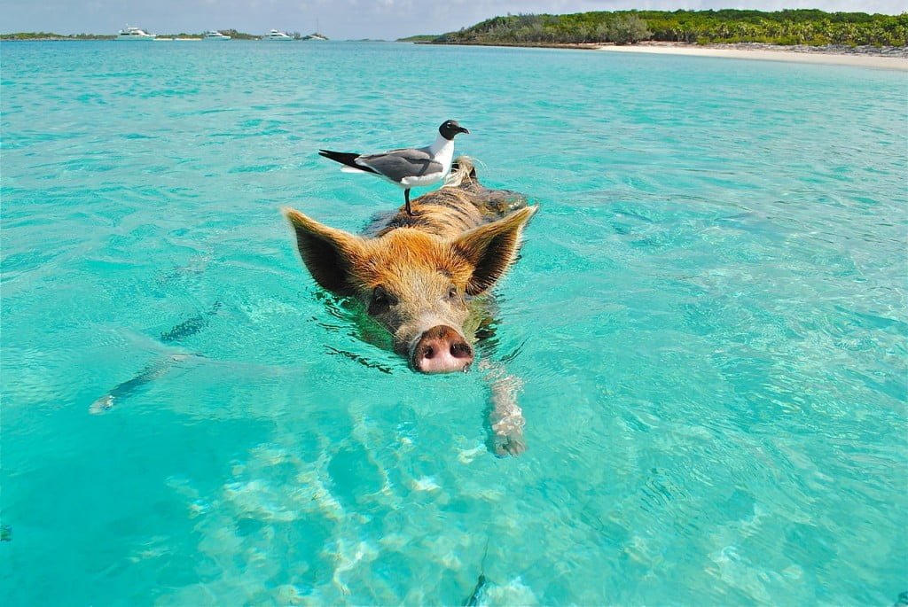Proteïnen: vis, vlees, gevogelte...