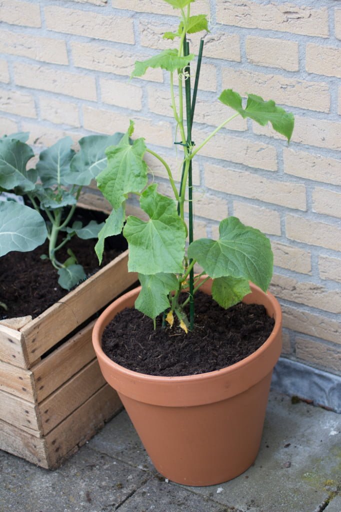 Stadsmoestuin-update-2
