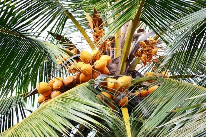 sweet-coconut-241691_1280