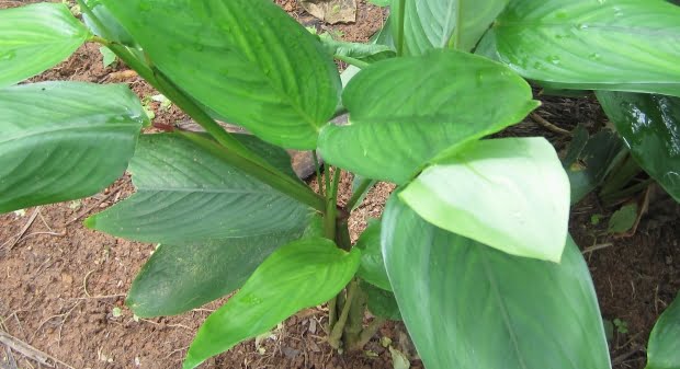 Arrowroot