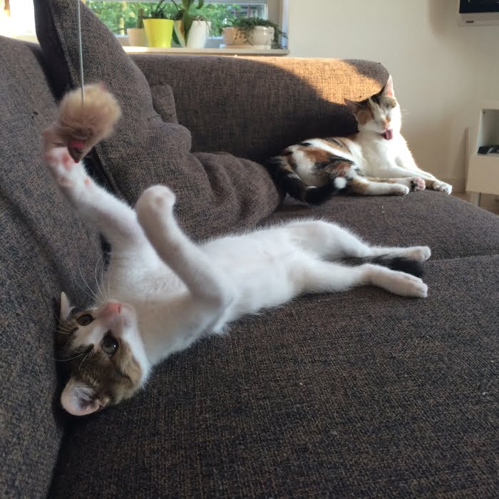 Twee Paleo katten
