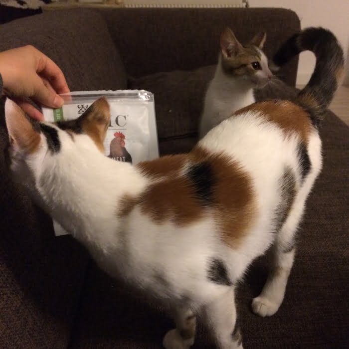 Paleo leven - Paleo katten Jip en Pieter