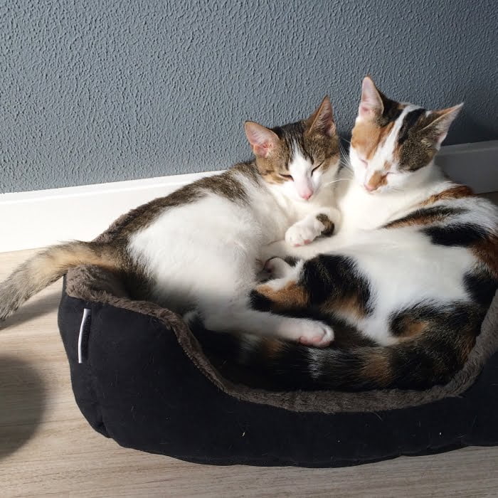 Twee Paleo katten in een mandje