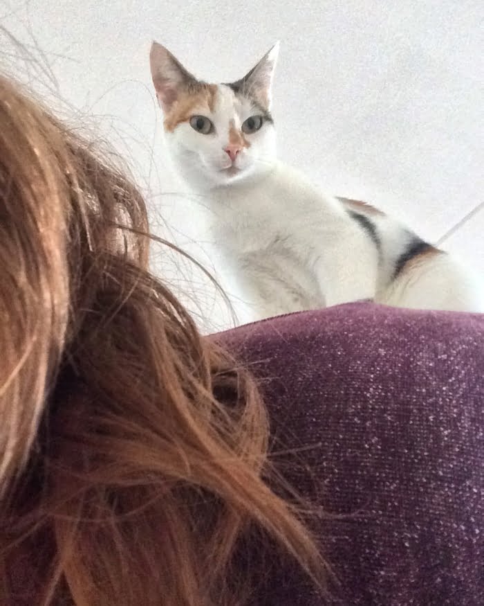 Paleo kat Jip