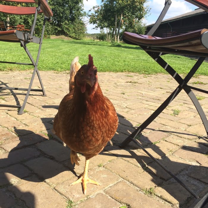 Eet Paleo in 7 Stappen achter de schermen
