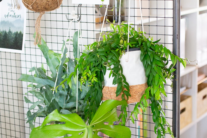 Groen in huis