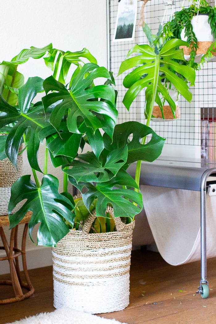 Groen in huis